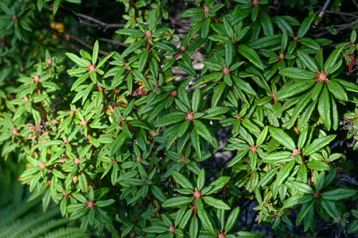 Изображение особи Ledum hypoleucum.