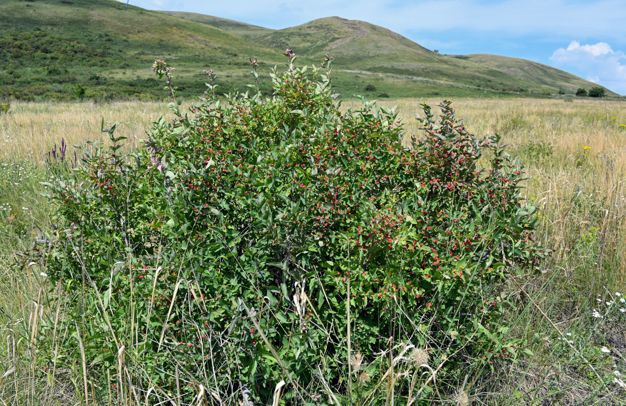 Изображение особи Lonicera tatarica.