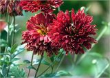 Chrysanthemum indicum