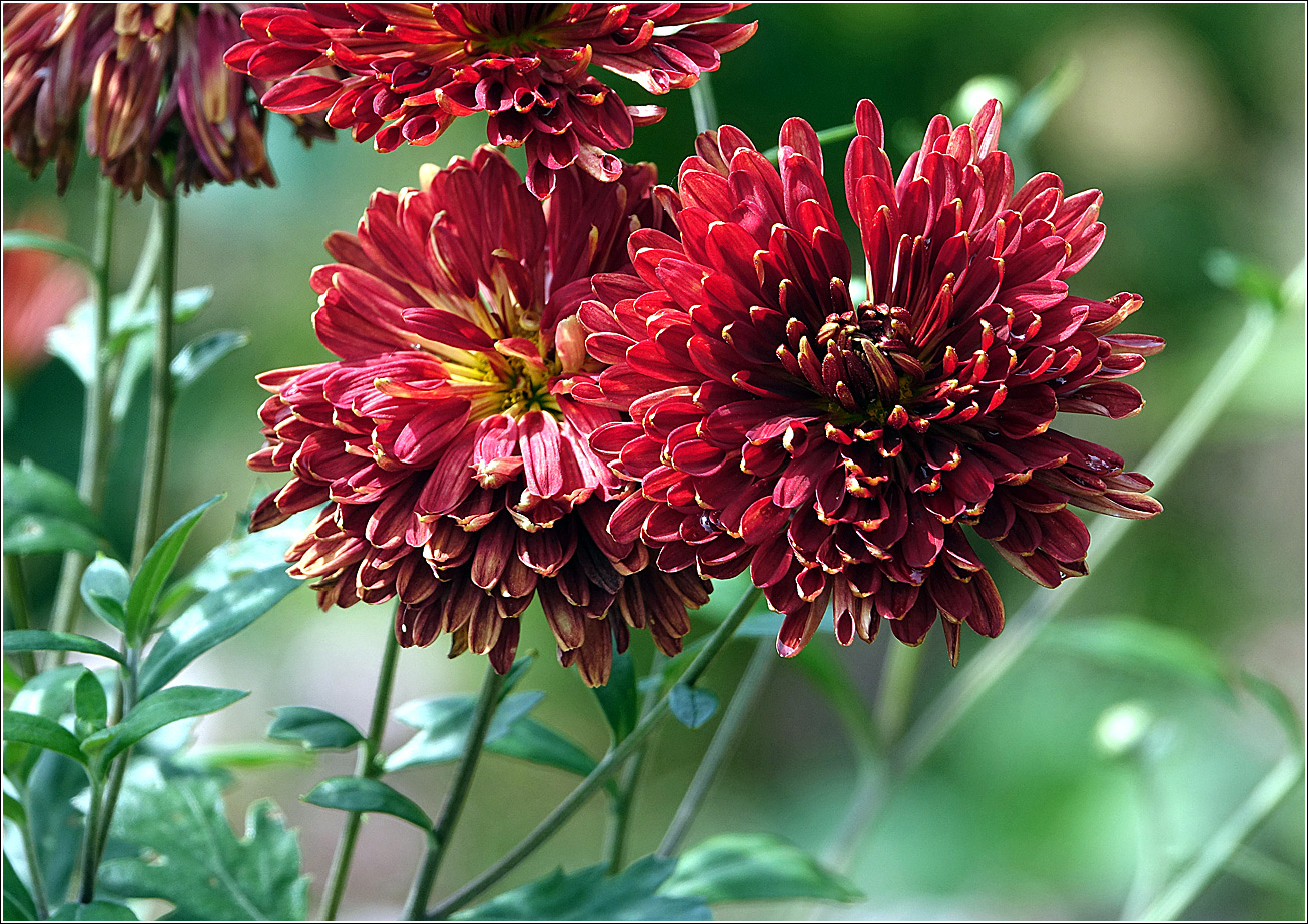 Image of Chrysanthemum indicum specimen.