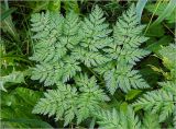 Anthriscus sylvestris. Лист. Московская обл., Раменский р-н, окр. ж.-д. платформы Хрипань, дачный участок. 14.08.2023.