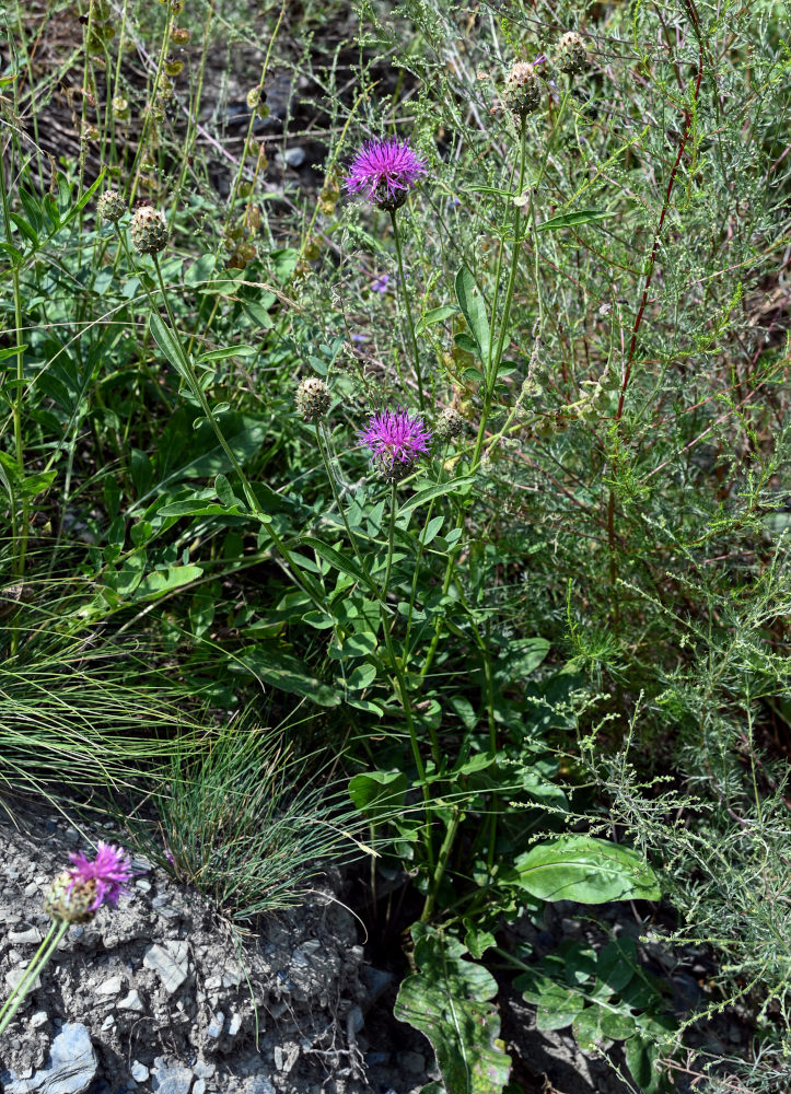 Изображение особи Centaurea ossethica.