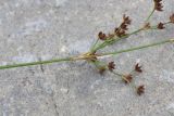 Juncus articulatus. Верхняя часть плодоносящего растения. Чечня, Шаройский р-н, долина р. Цесиахк, 1 км ниже водопада Цеси. 11 августа 2023 г.