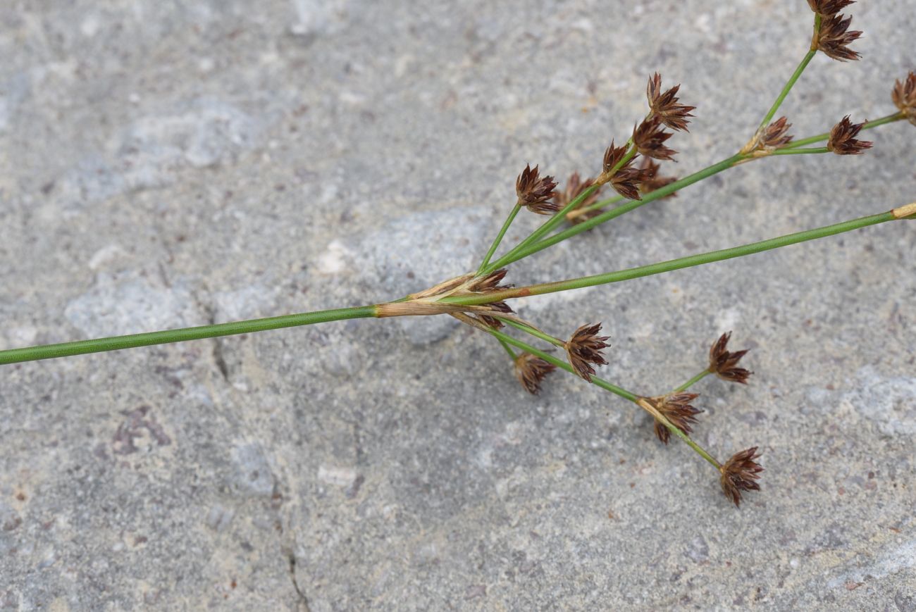 Image of Juncus articulatus specimen.