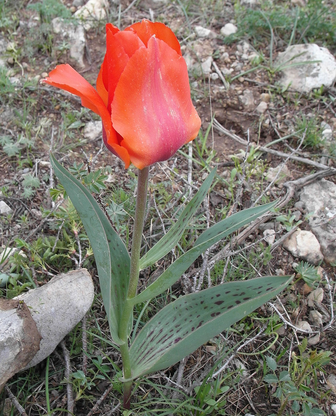 Изображение особи Tulipa greigii.