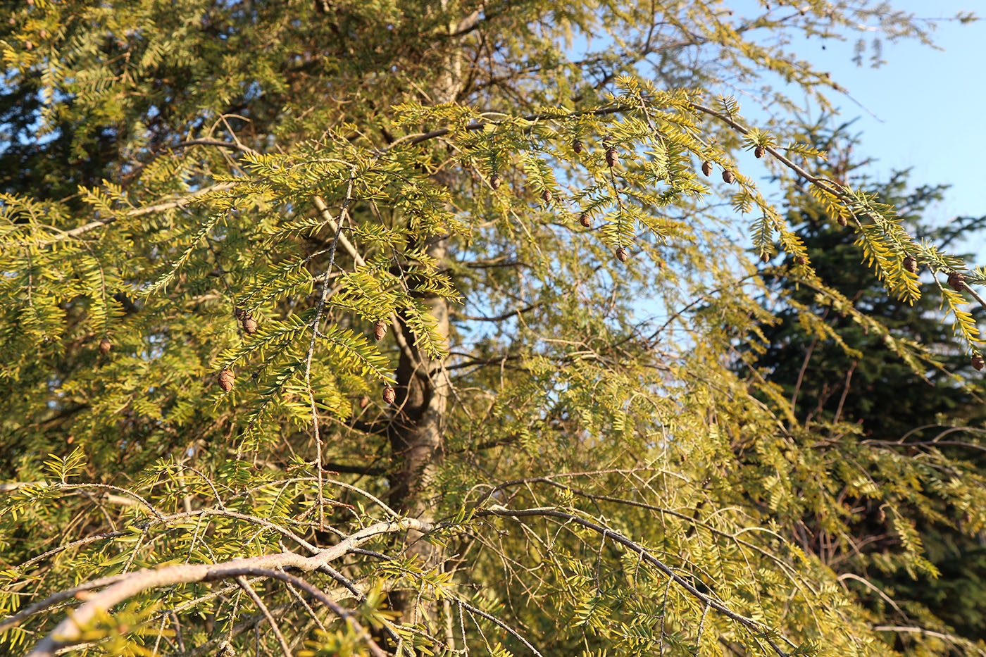 Изображение особи Tsuga canadensis.