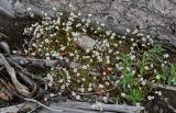 Cerastium regelii