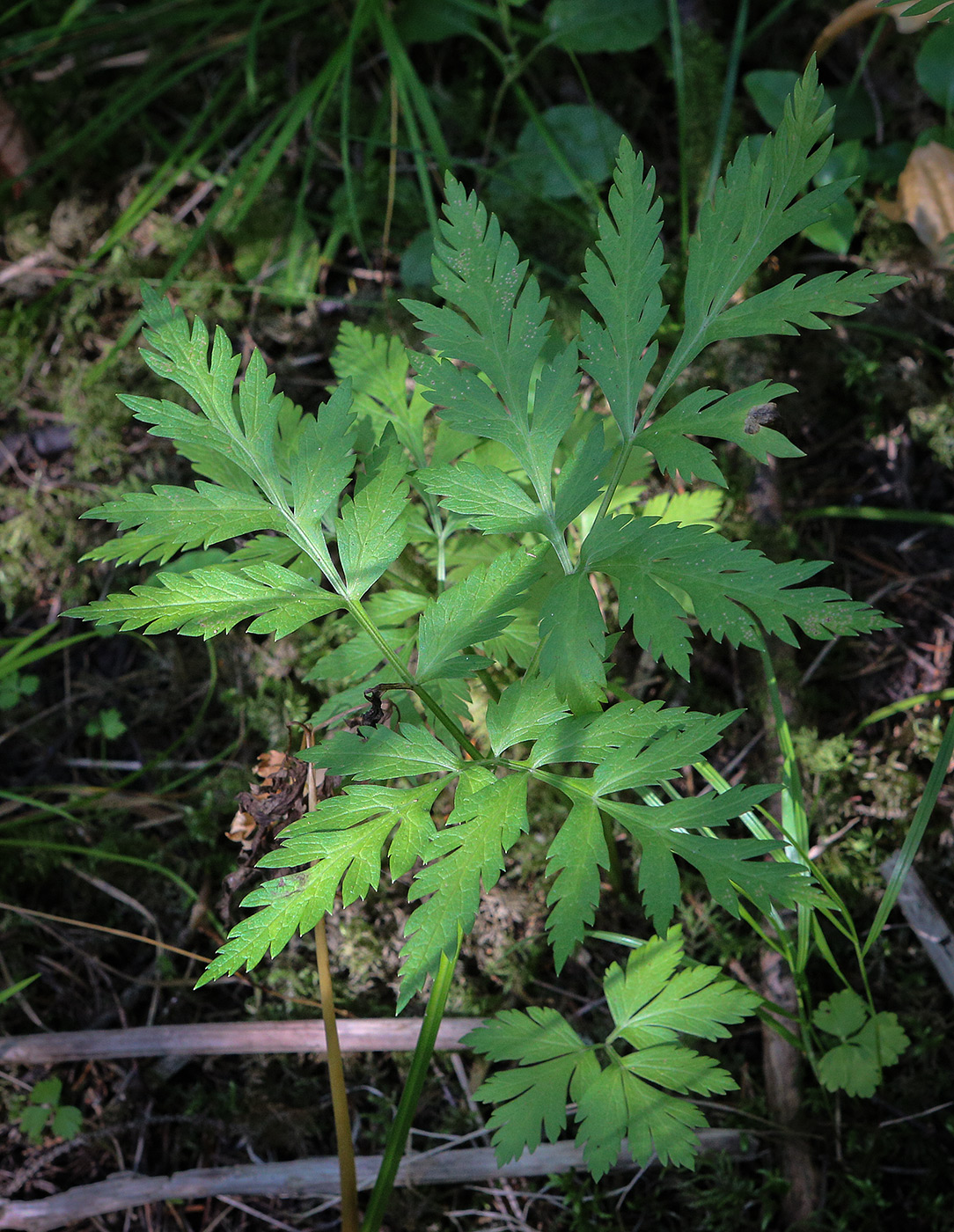 Изображение особи Pleurospermum uralense.