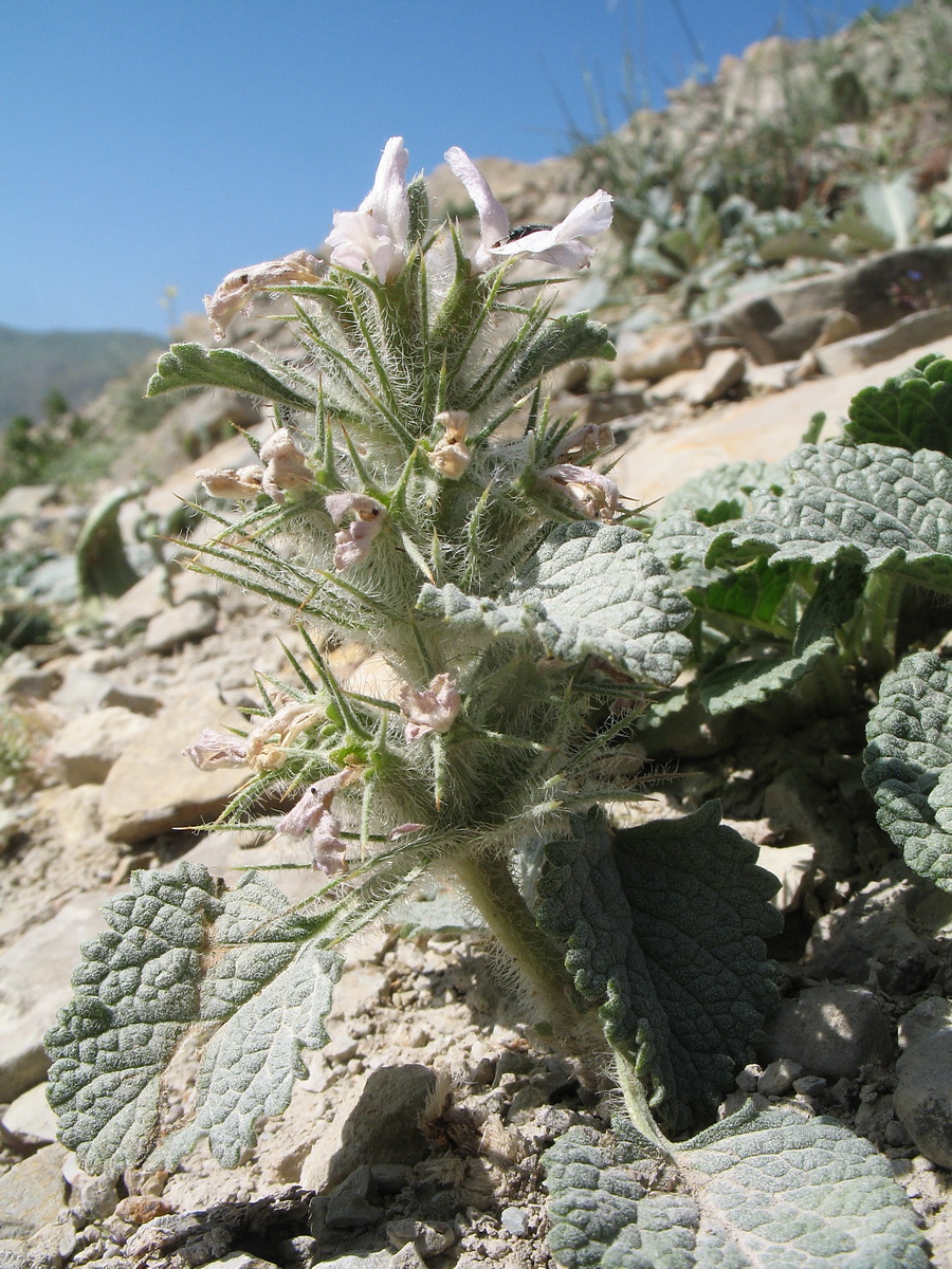 Image of Phlomoides sewerzovii specimen.