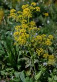 Ferula tenuisecta