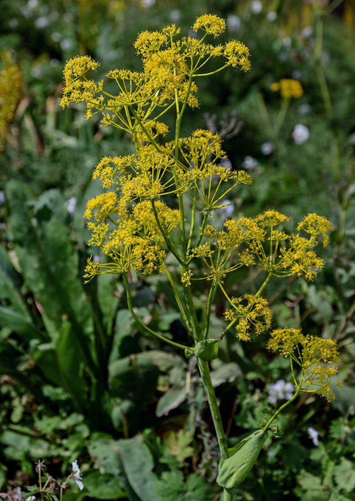 Изображение особи Ferula tenuisecta.