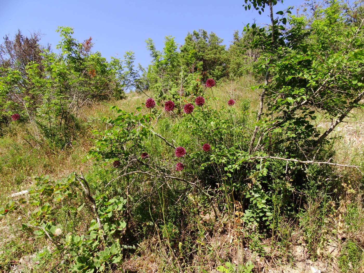 Image of Allium atroviolaceum specimen.