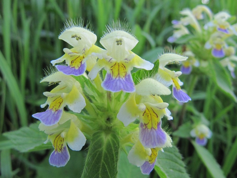 Image of Galeopsis speciosa specimen.