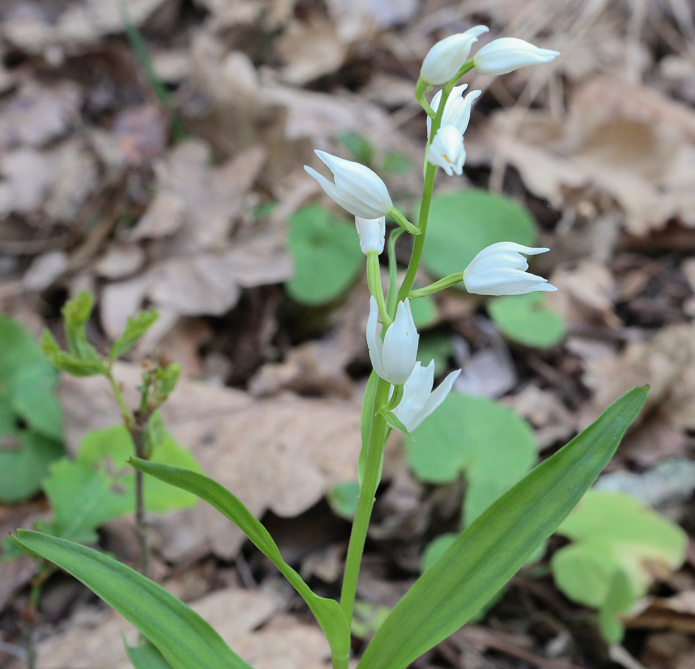 Image of Cephalanthera longifolia specimen.