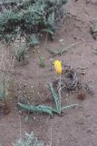 Смотреть изображение Tulipa behmiana