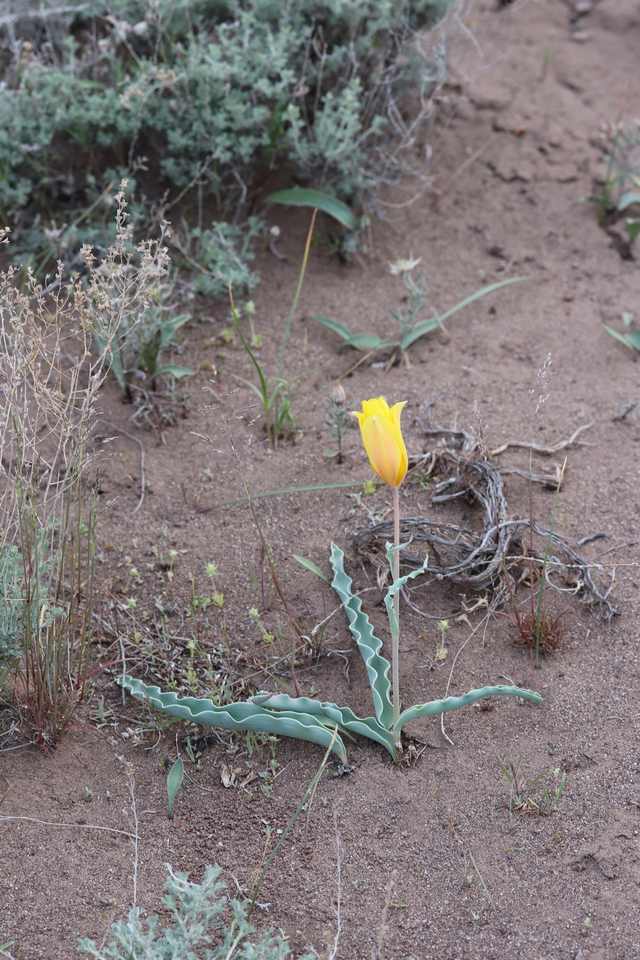 Image of Tulipa behmiana specimen.
