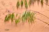 Anisantha tectorum