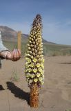 Cistanche flava