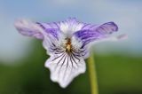 Viola mandshurica