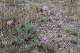 Allium caricifolium