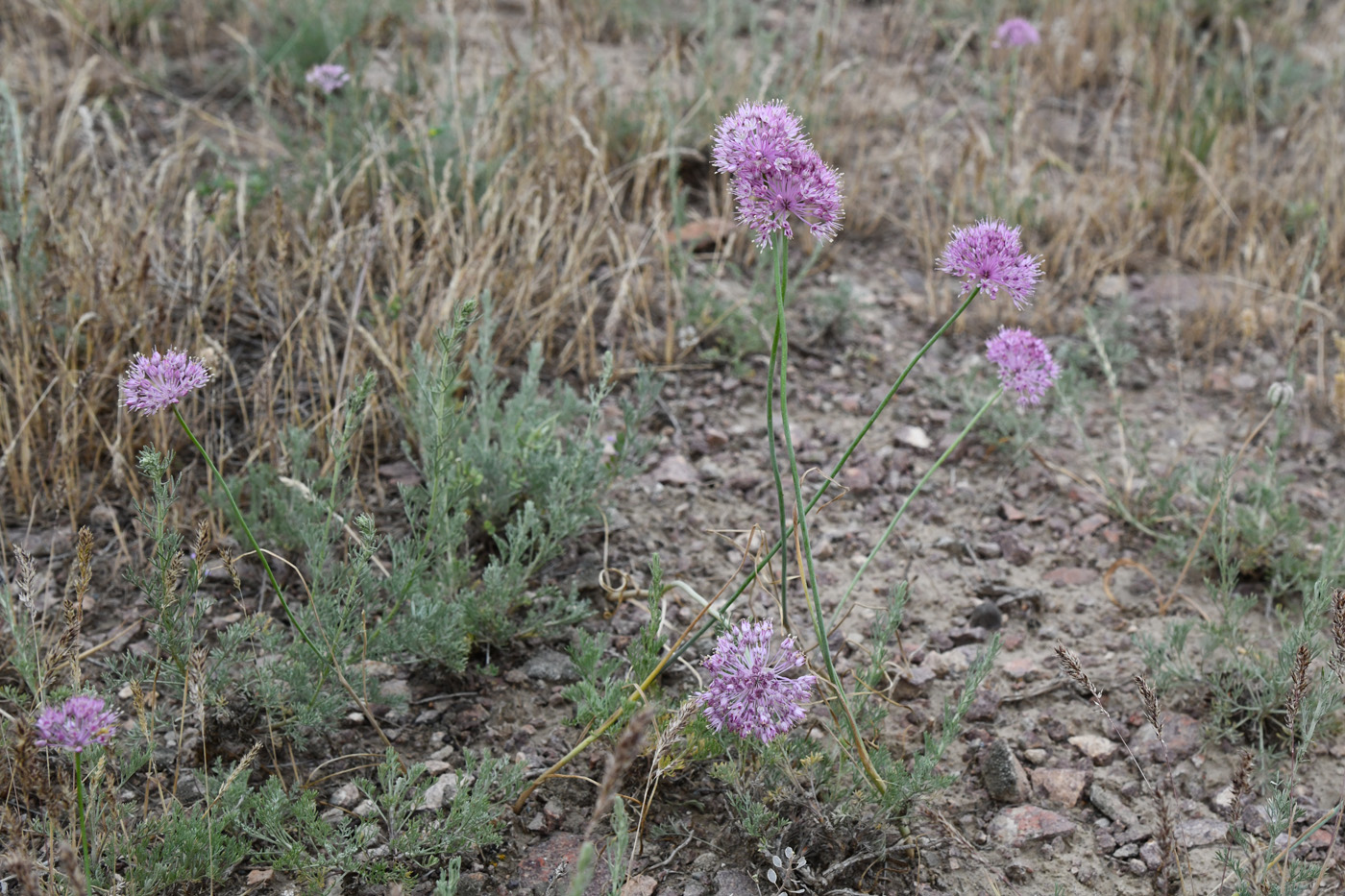 Image of Allium caricifolium specimen.