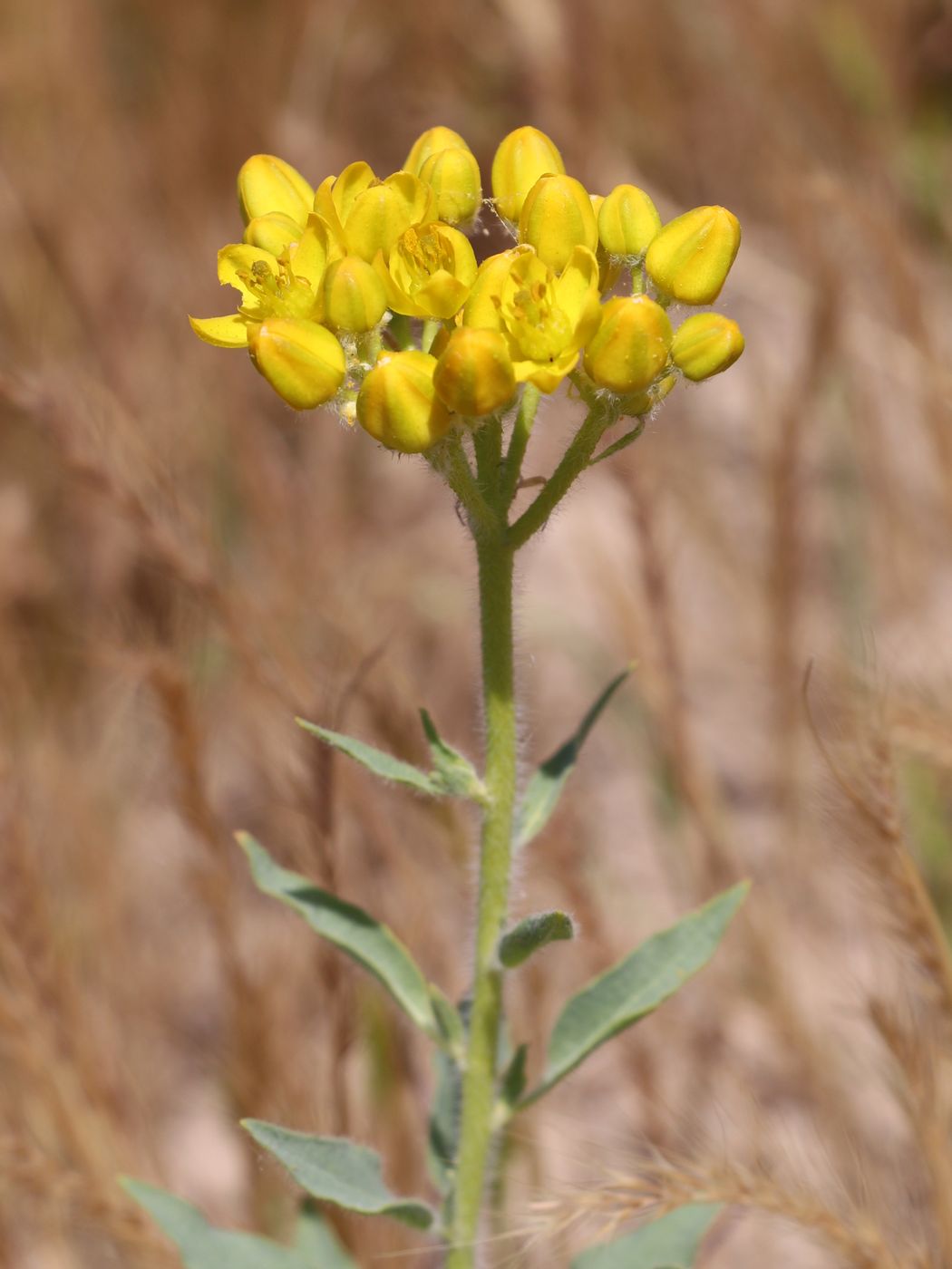 Image of Haplophyllum pedicellatum specimen.