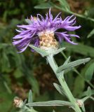 Centaurea jacea