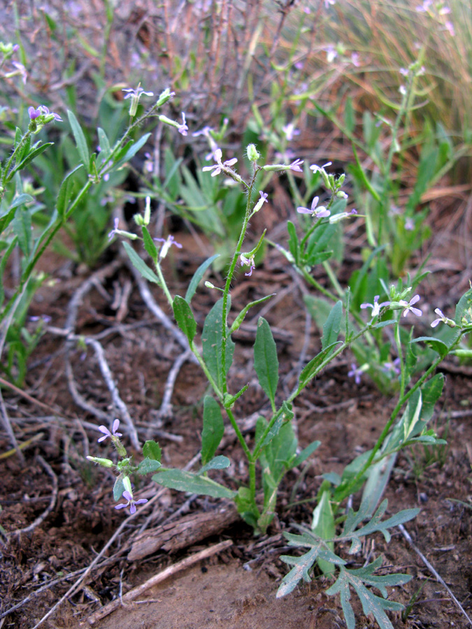 Image of Chorispora tenella specimen.