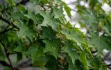 Acer longipes. Листья. Китай, провинция Хунань, гора Тяньмэнь, смешанный лес. 09.06.2024.