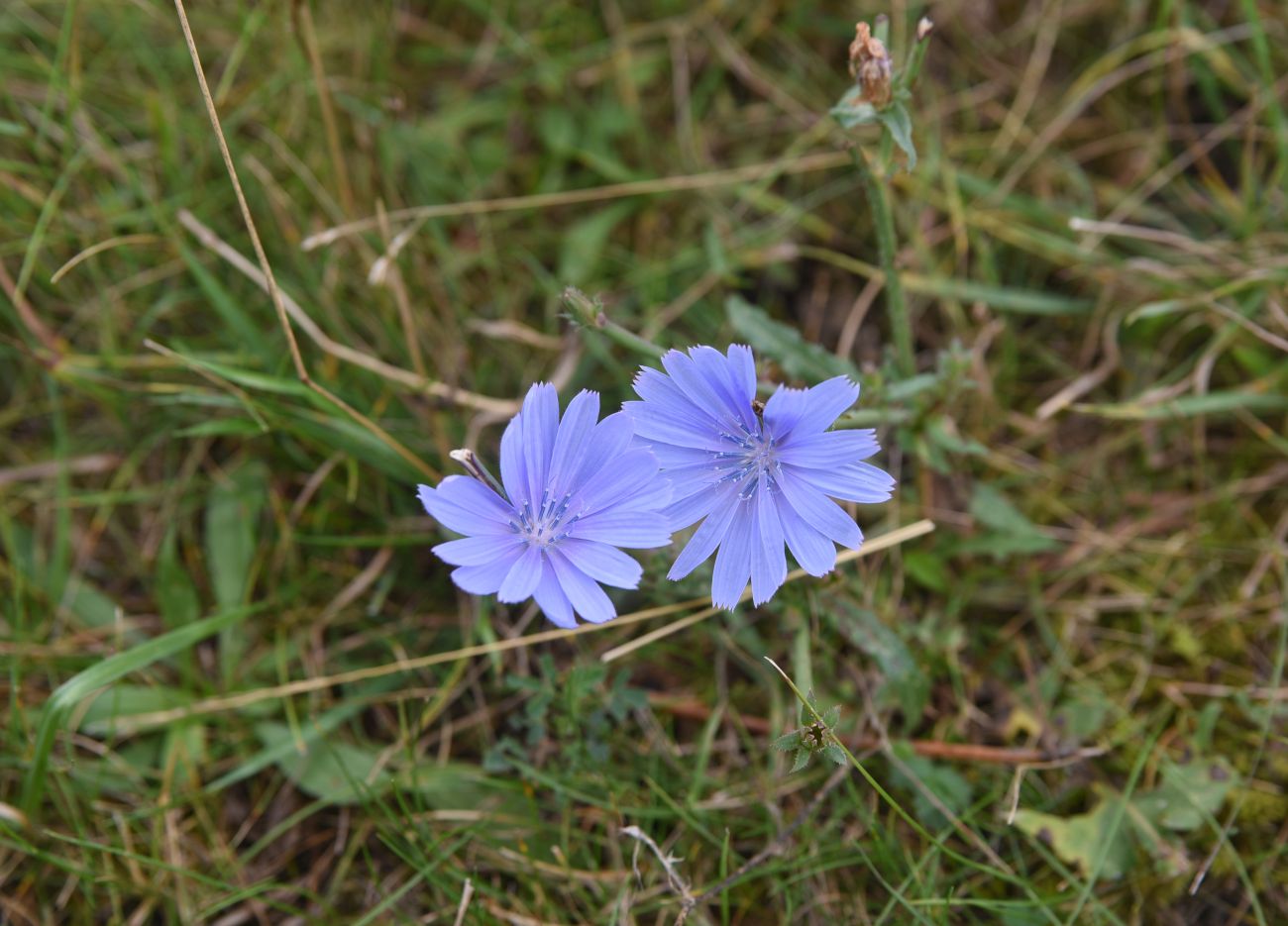Image of Cichorium intybus specimen.