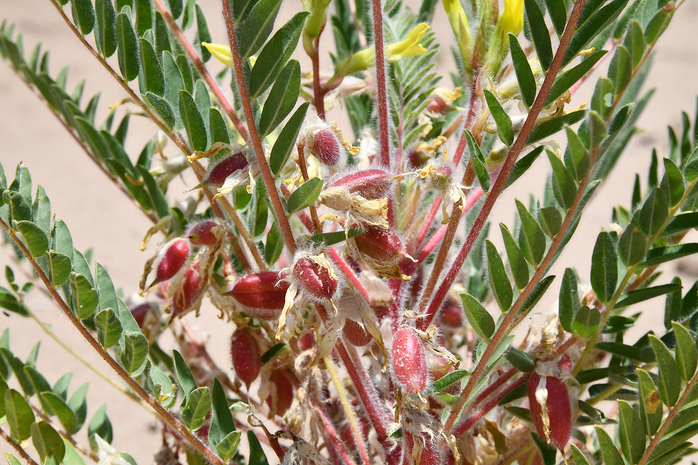 Image of Astragalus rubtzovii specimen.