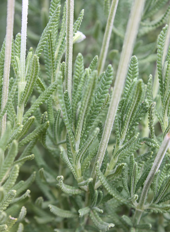 Изображение особи Lavandula dentata.