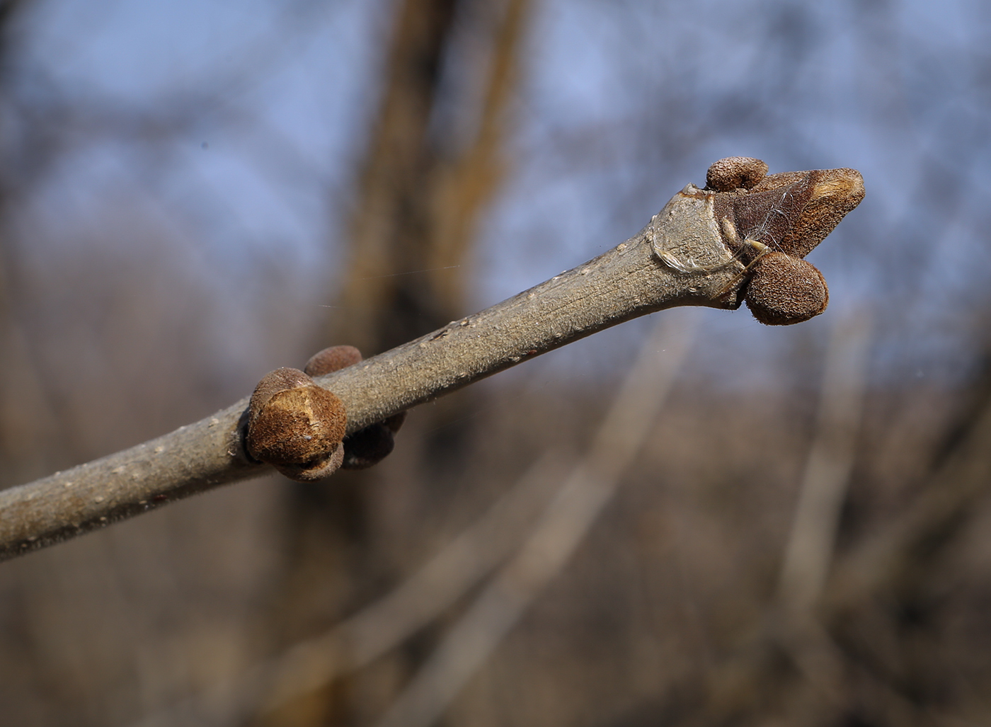 Image of genus Fraxinus specimen.