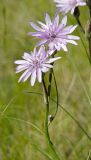 Scorzonera purpurea