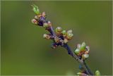 Image of taxon representative. Author is Виталий Гуменюк
