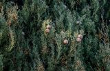 Cupressus sempervirens