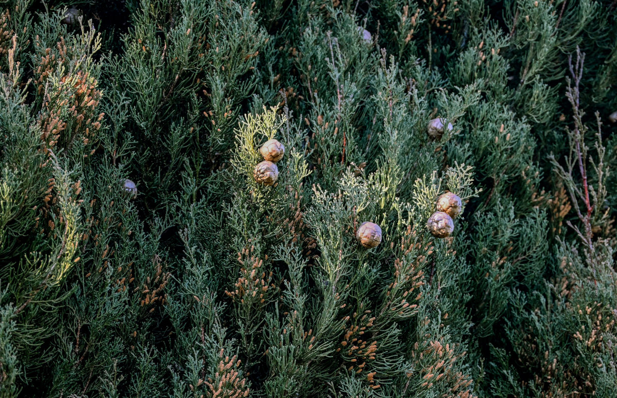 Image of Cupressus sempervirens specimen.