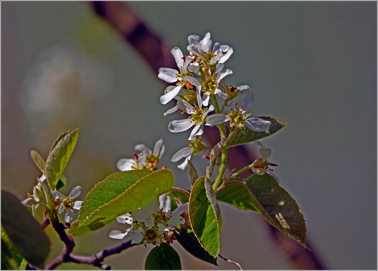 Image of Amelanchier spicata specimen.