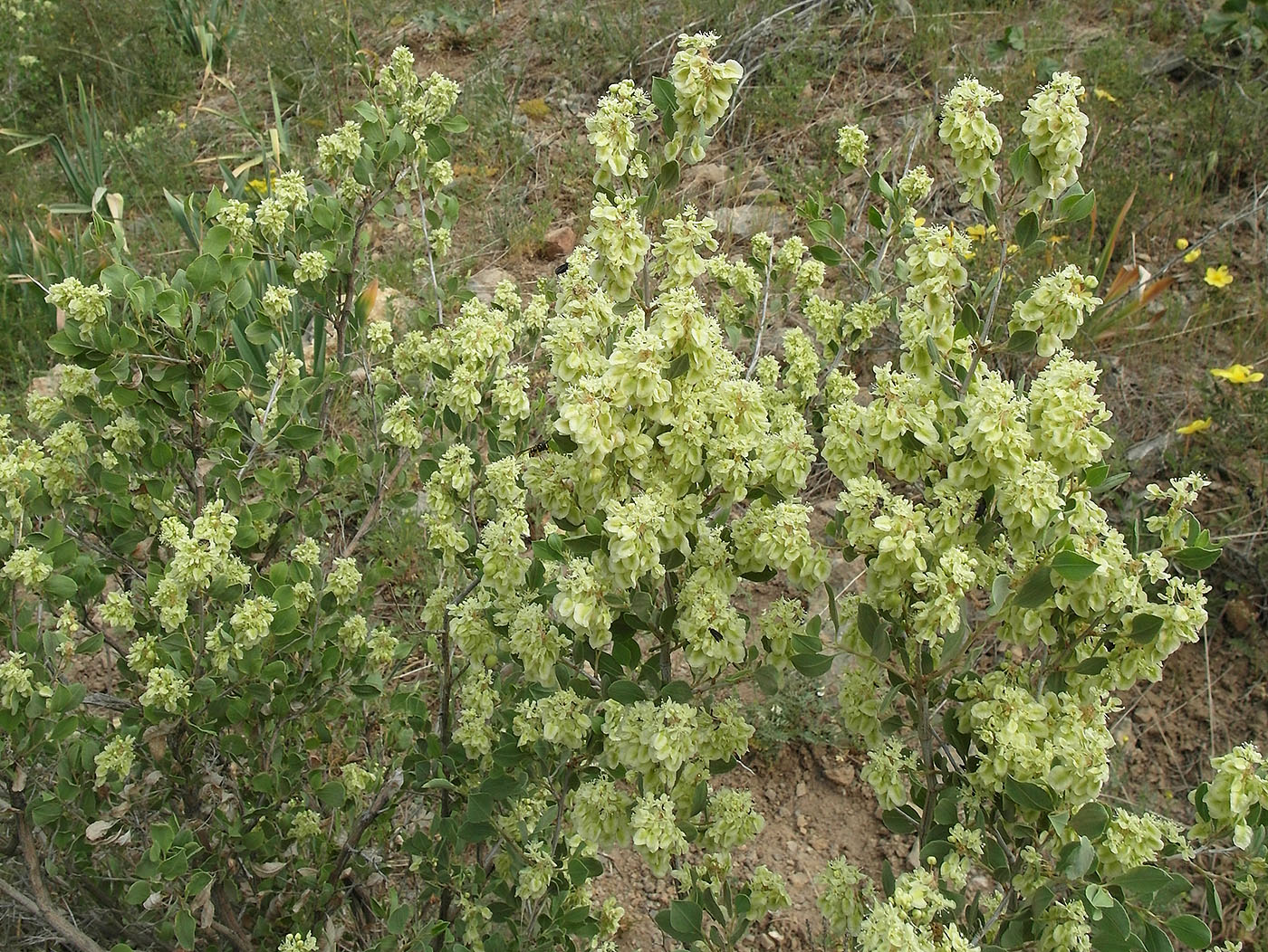 Изображение особи Atraphaxis pyrifolia.