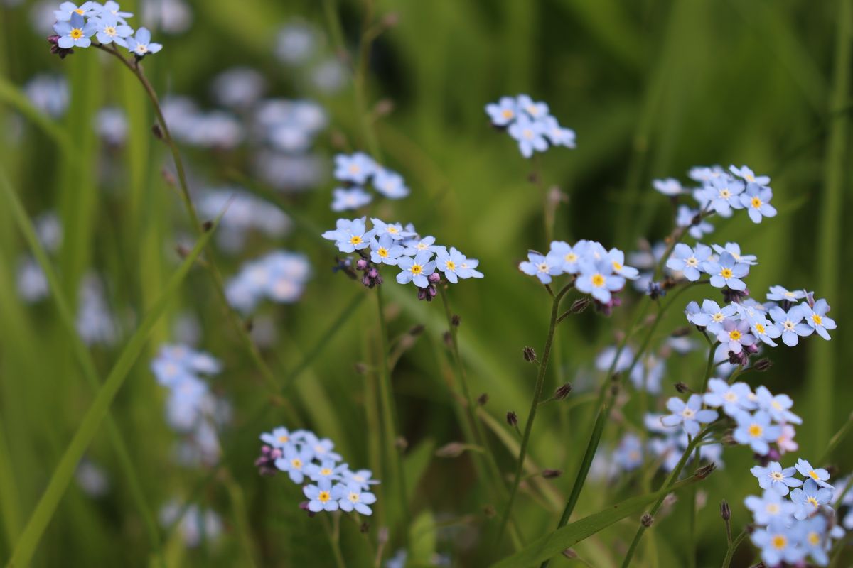 Image of Myosotis sylvatica specimen.