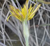 Scorzonera crocifolia