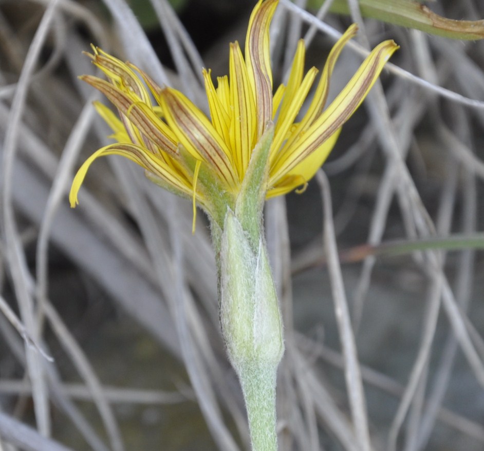 Изображение особи Scorzonera crocifolia.