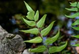 Cyrtomium fortunei. Верхушка вайи с сорусами (вид на абаксиальную поверхность). Китай, пров. Цзянсу, г. Сучжоу, каменистый берег пруда. 27.05.2025.