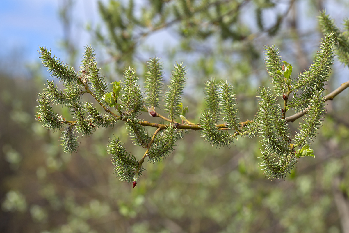 Image of Salix caprea specimen.