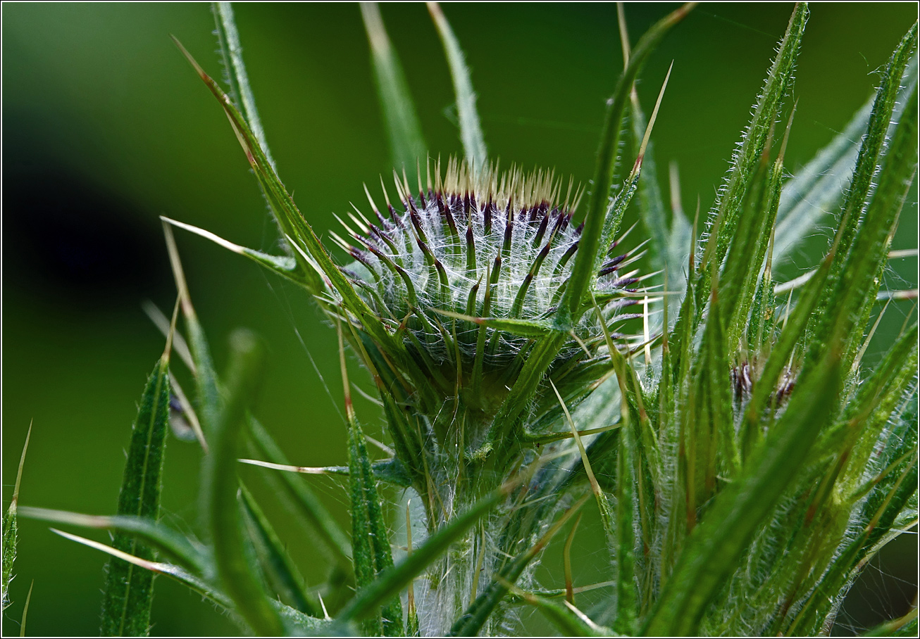 Image of Cirsium vulgare specimen.