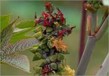 Ricinus communis