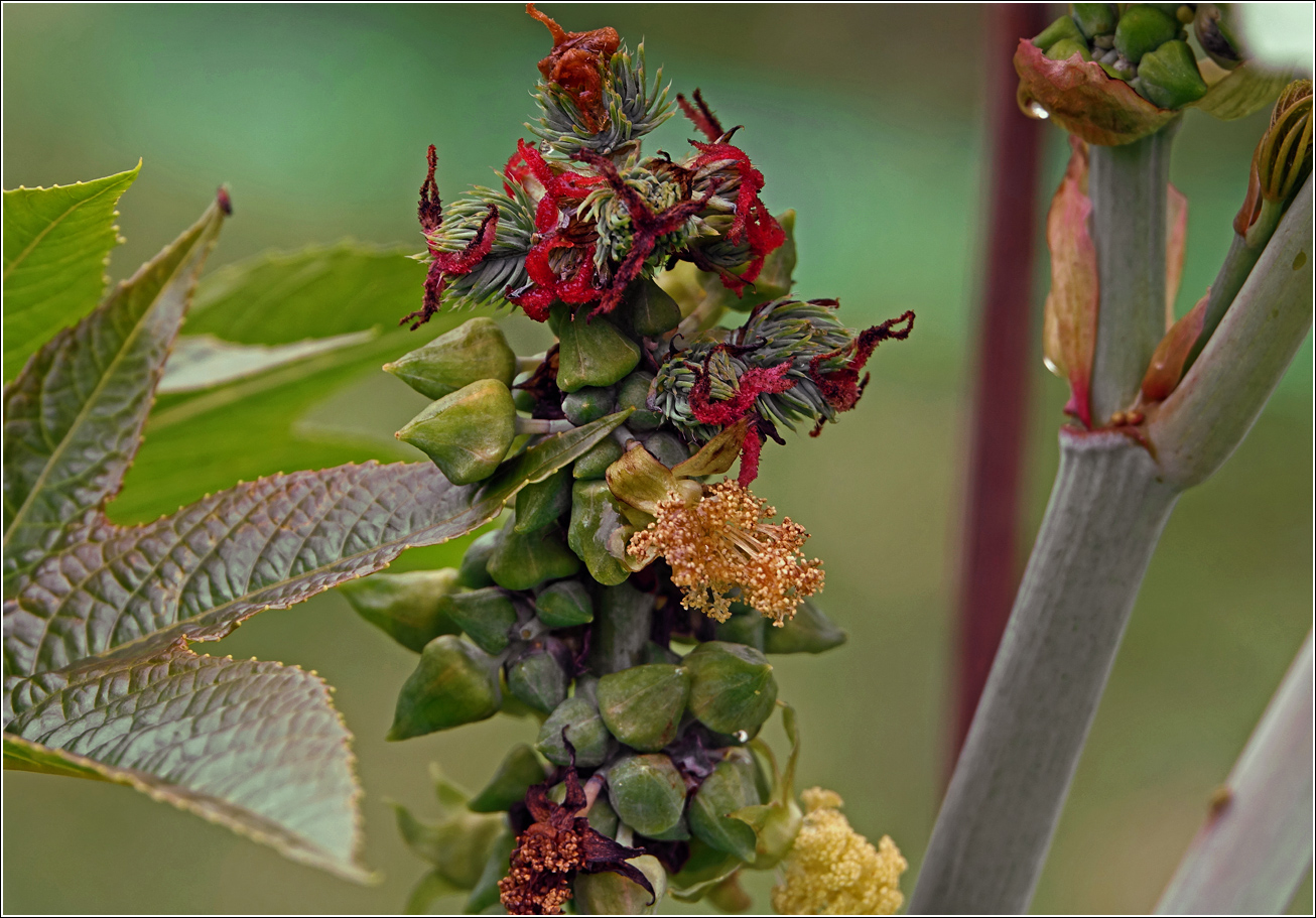 Image of Ricinus communis specimen.
