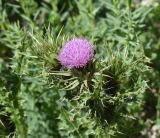 genus Carduus
