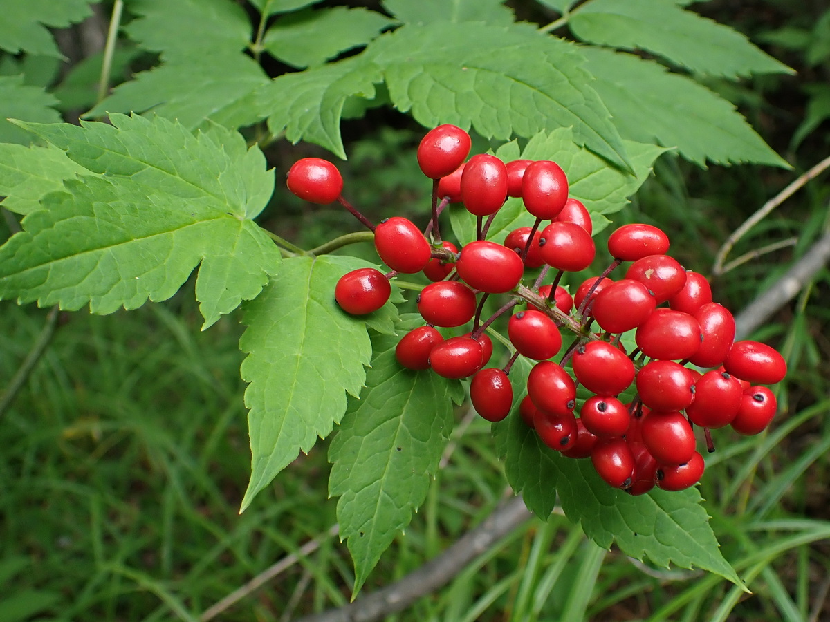 Image of Actaea erythrocarpa specimen.