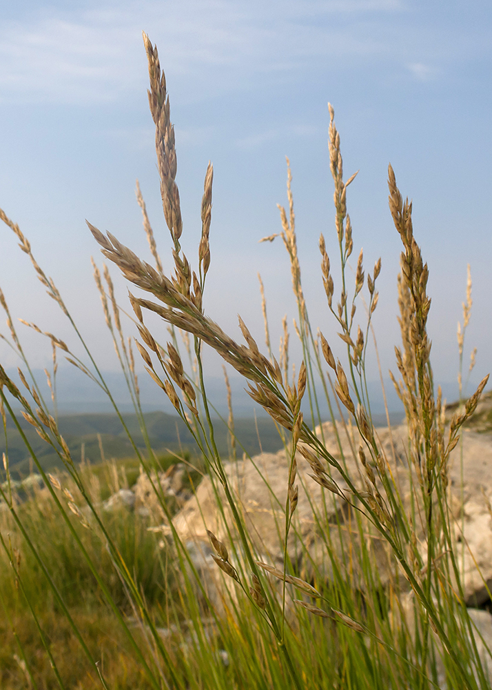 Image of Festuca regeliana specimen.